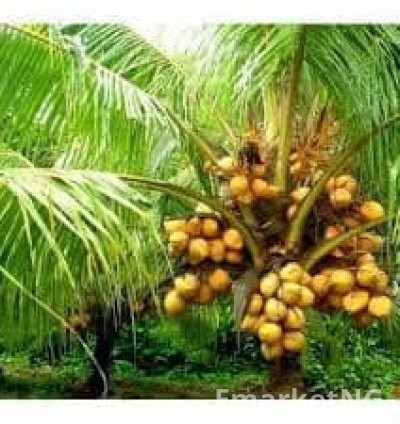 Healthy Dwarf Coconut Seedlings